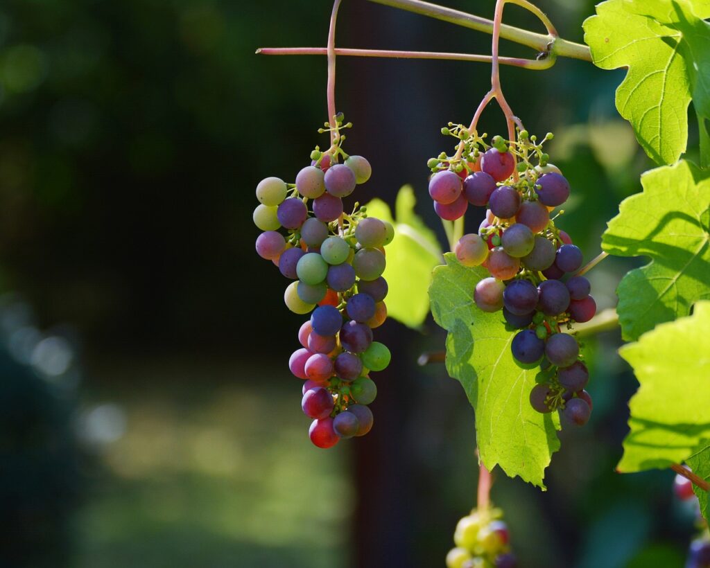 L'impact du cépage sur le vin